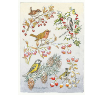 Postal card Five different birds on Five different  branches (Molly Brett) 149