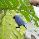 Sjaal met verhaal hanger papegaai blauw