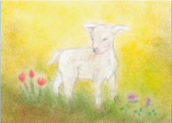 Seccorell Postkaart sterrendaalder