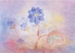 Seccorell Postkaart lammetje