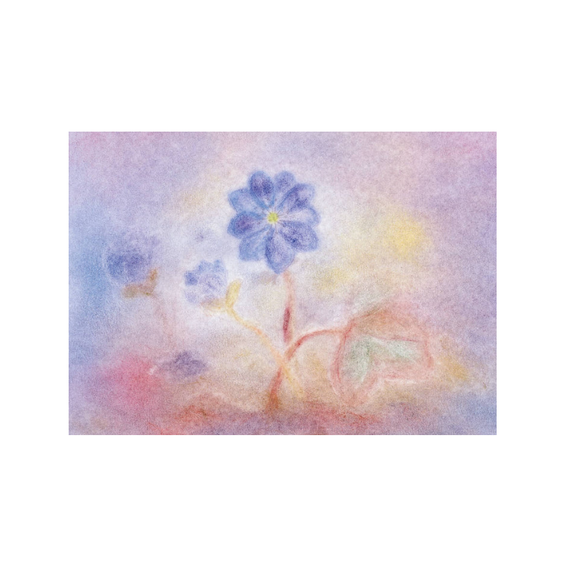 Seccorell Postkaart sterrendaalder