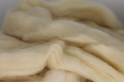 Duitse lontwol zwartkop schapen